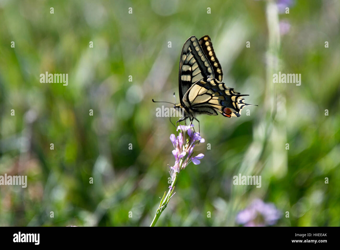 Papillon machaon (Papilio machaon), Cape, Drepano, Chypre. Banque D'Images