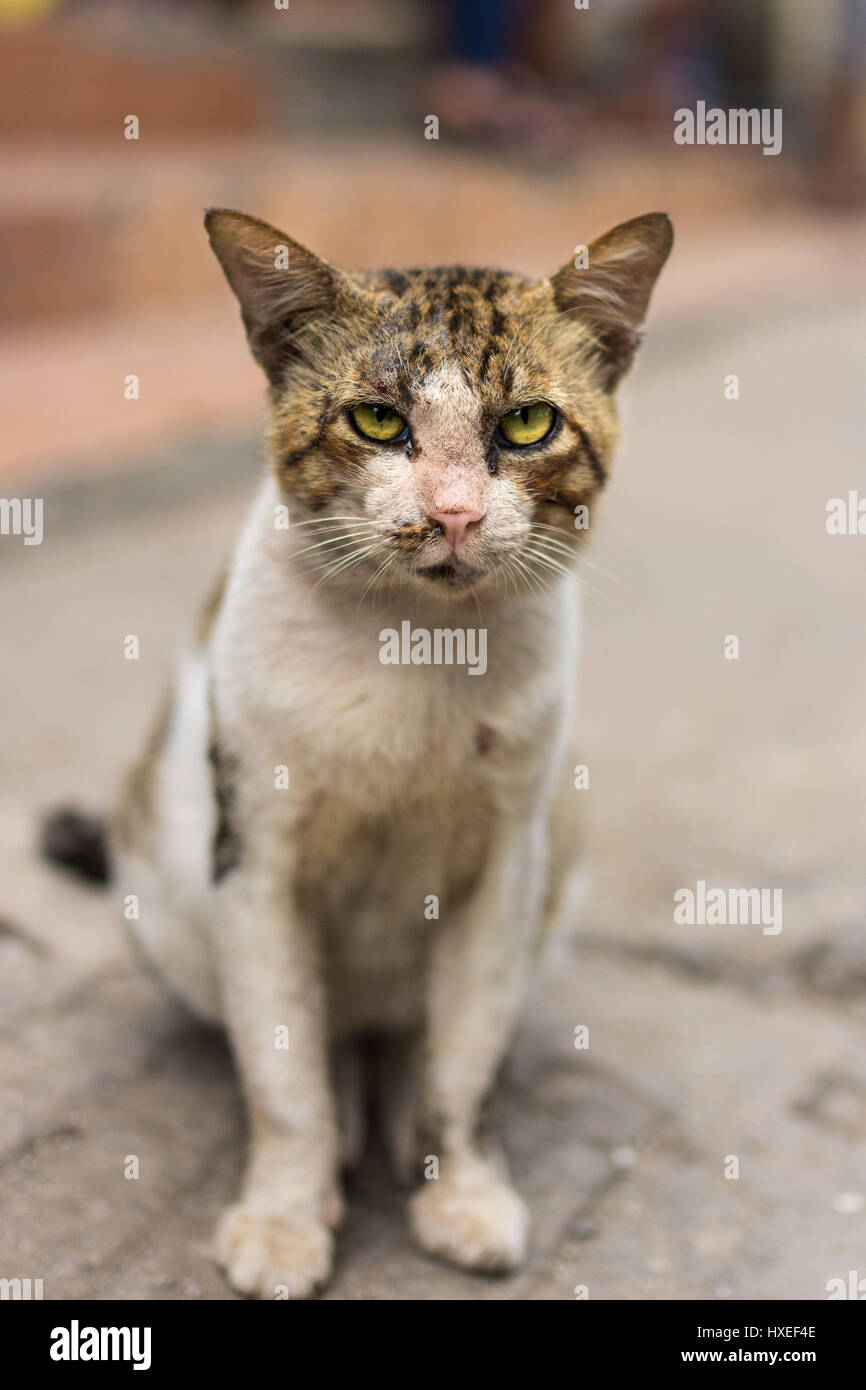 Close up de dures et rugueuses peur fighter Asian street cat fixer l'objectif. Banque D'Images