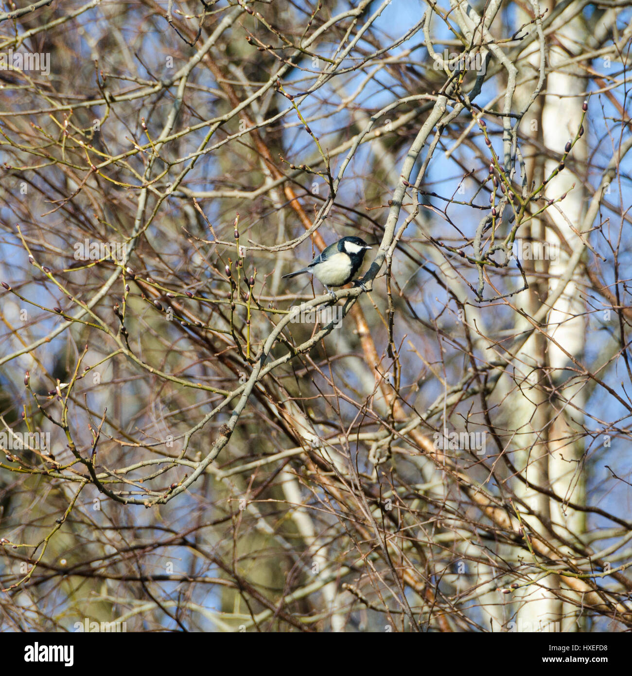 Une grande tit assis dans l'arbre à la recherche de nourriture Banque D'Images