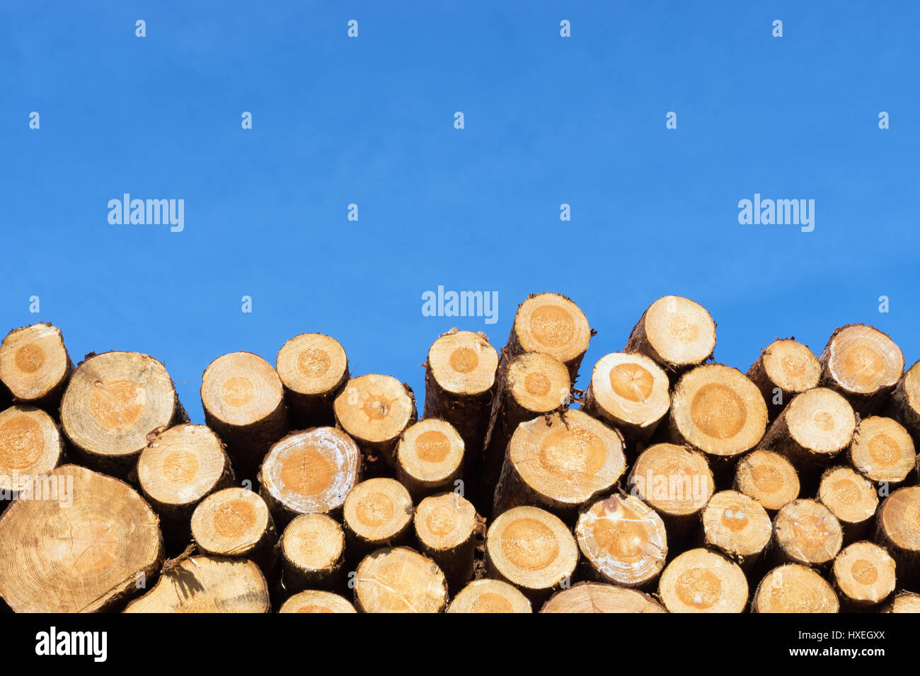 Photo d'une pile de grumes en bois naturel Banque D'Images