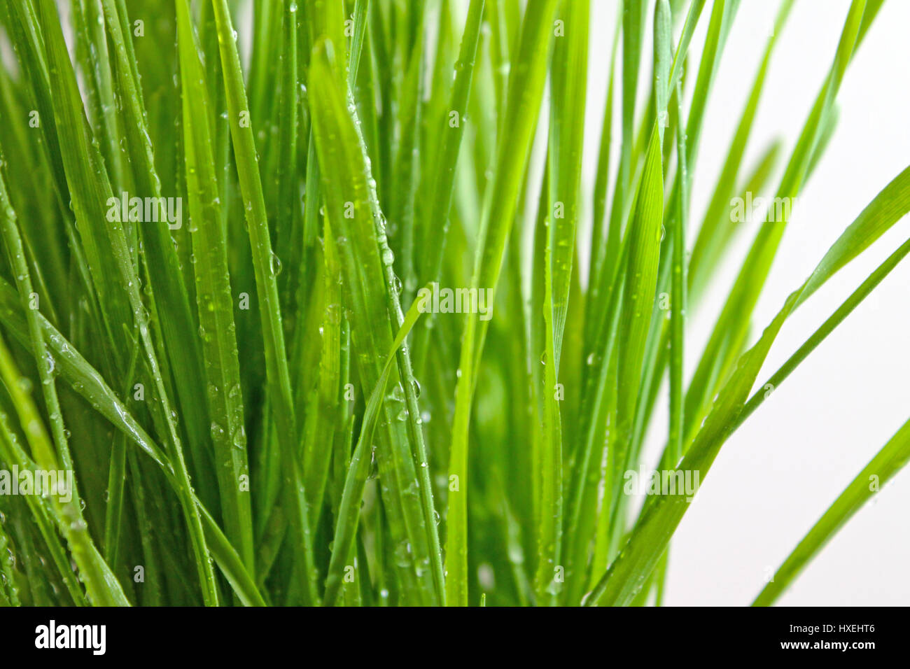 L'herbe de printemps avec de l'eau gouttes Banque D'Images
