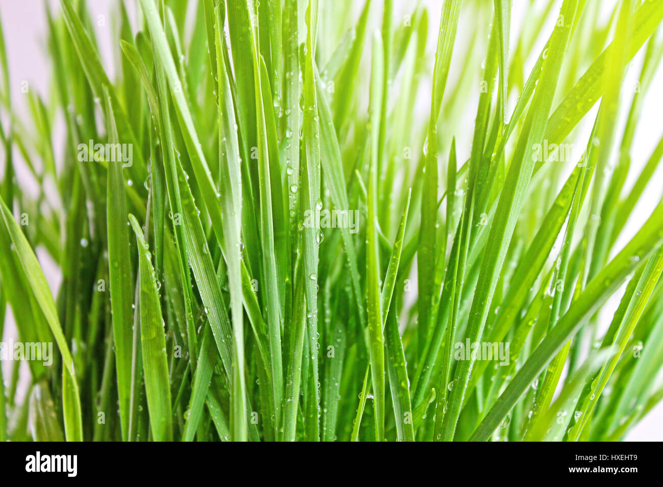 L'herbe de printemps avec de l'eau gouttes Banque D'Images