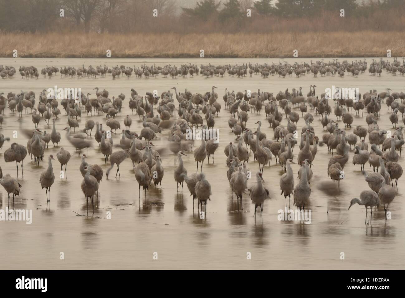 Parmi les grandes migrations, les Grues du Canada sur la rivière Platte de l'Iain Nicolson Audubon Center à Rowe Sanctuaire, Kearney, Nebraska. Banque D'Images