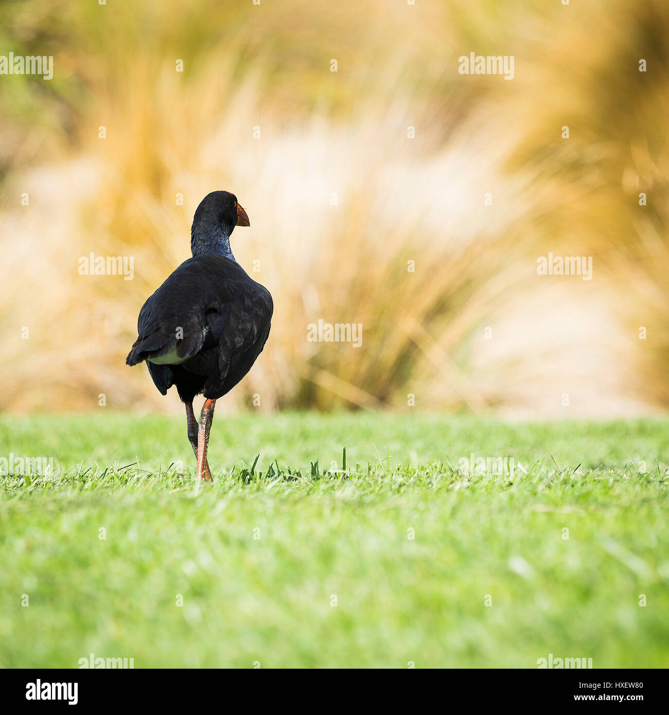 La talève sultane - Porphyrio porphyrio - est un grand oiseau rouge pourpre avec stout bill et bouclier frontal. Tige d'herbe a bec vestige de son forag Banque D'Images