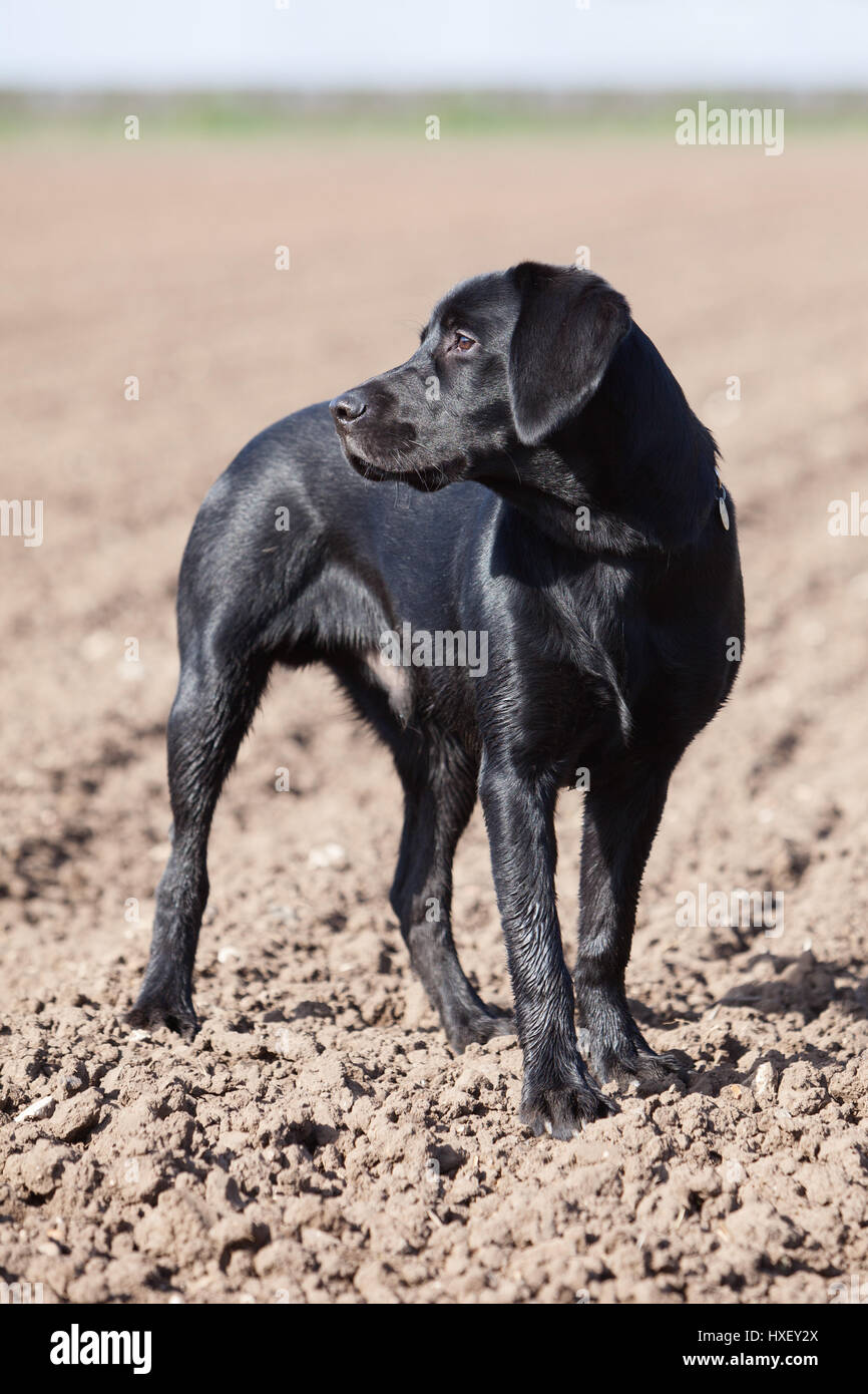 Un Bebe De 6 Mois Labrador Noir Chien De Travail Photographie A L Exterieur Photo Stock Alamy