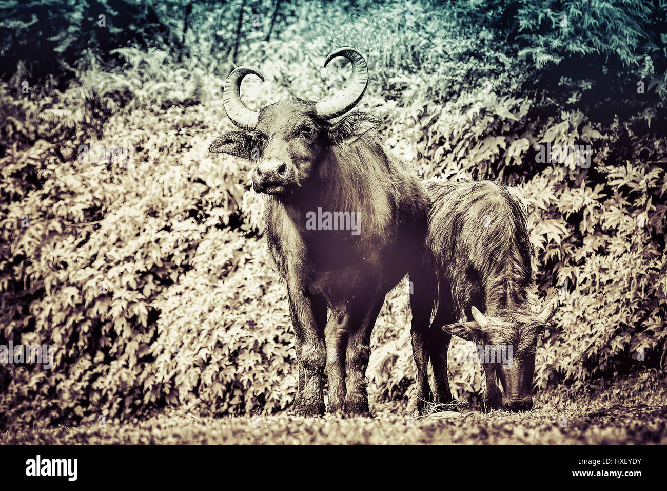 Grand et fort buffalo portrait en noir et blanc Banque D'Images