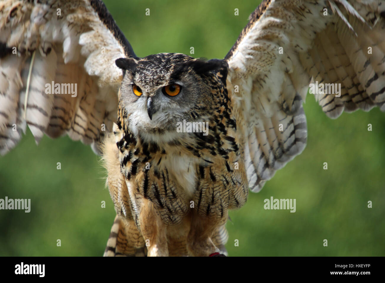 Un magnifique Grand-duc assis sur une perche en battant des ailes Banque D'Images