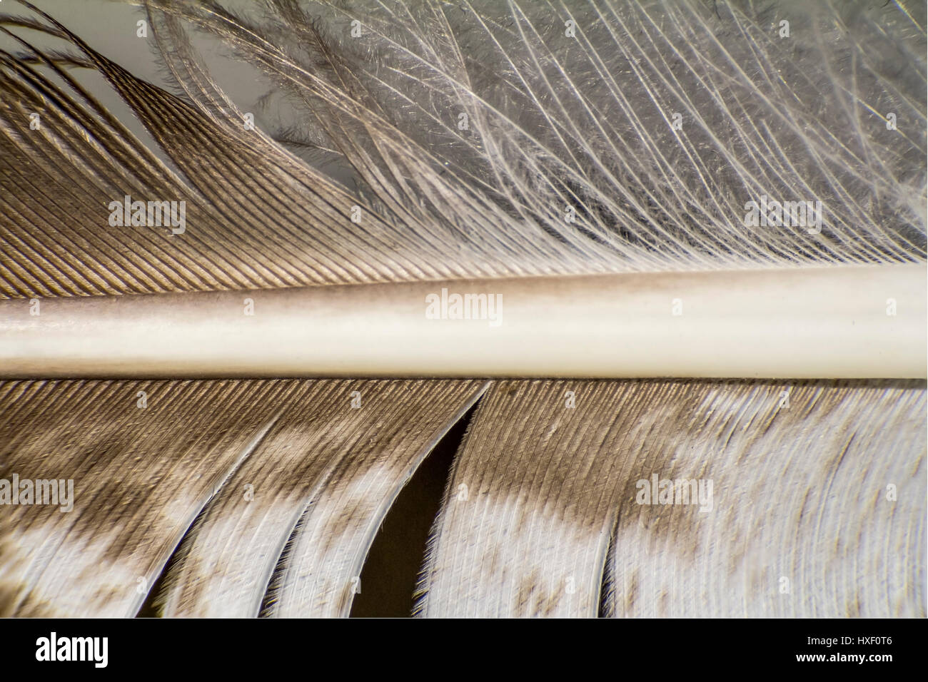 Détail d'une macro à partir d'une plume d'oiseau de proie Banque D'Images