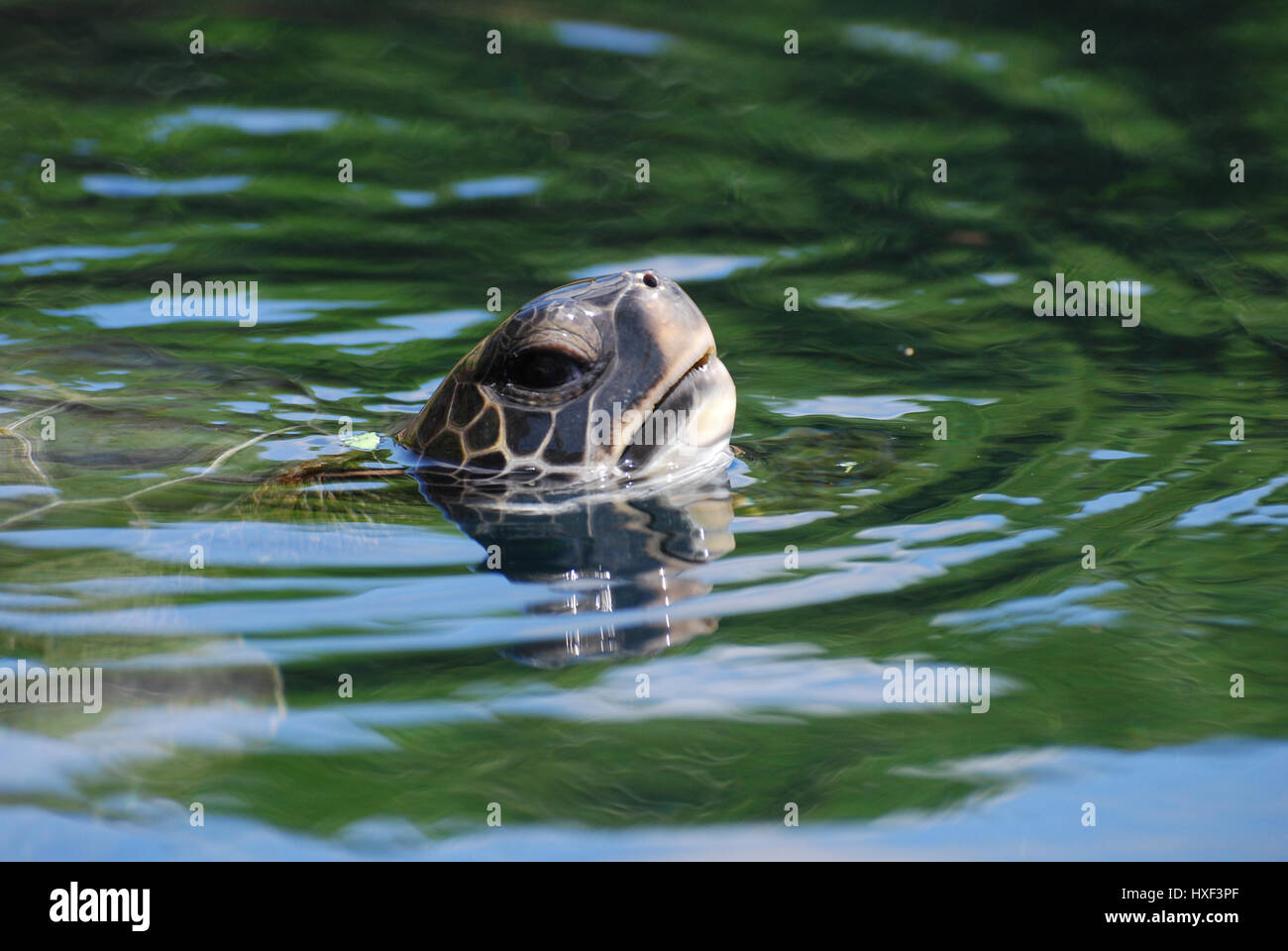 Tortue de mer piscine avec sa tête hors de l'eau. Banque D'Images