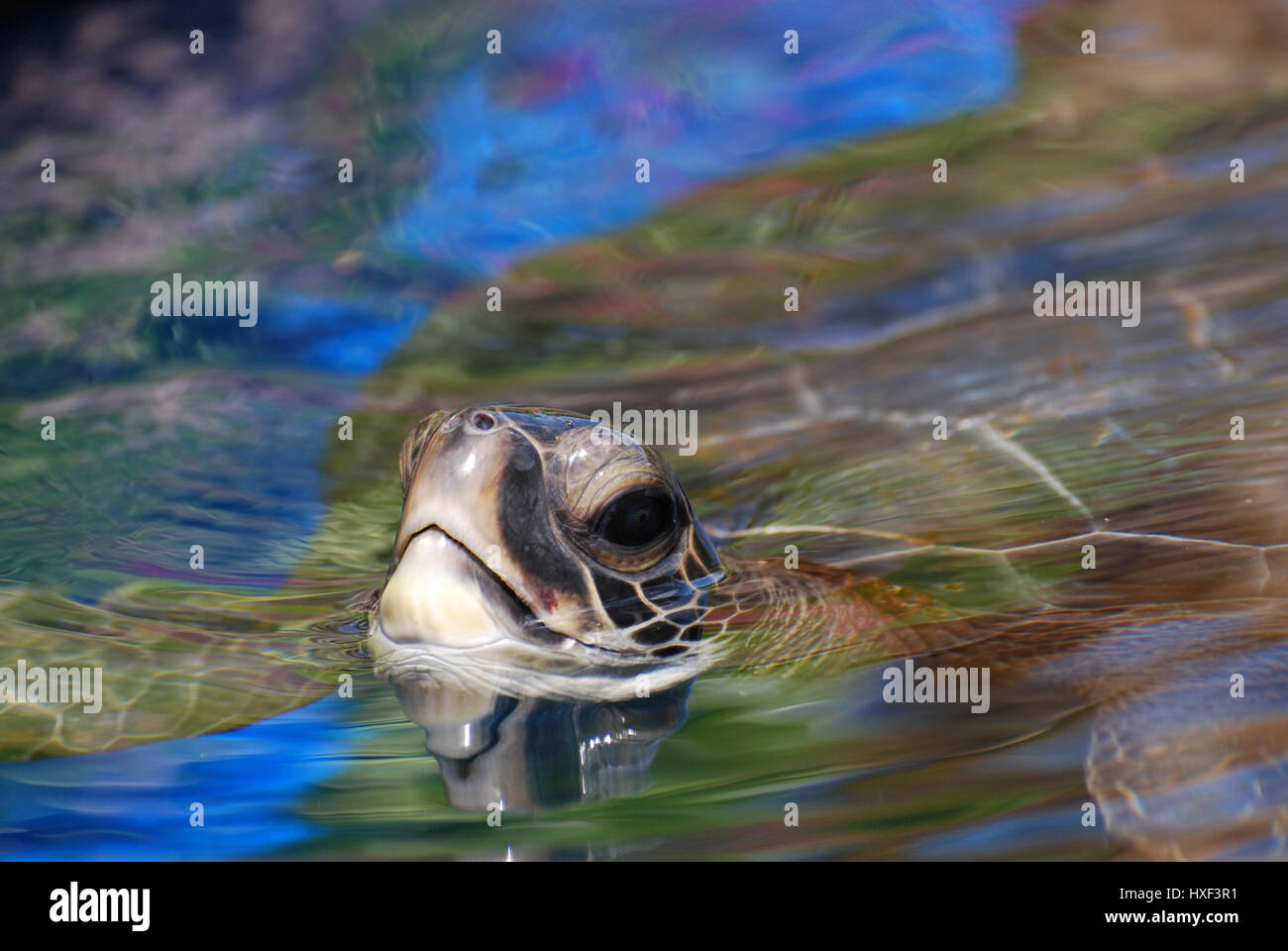 Tortue de mer nager à la surface de l'eau. Banque D'Images