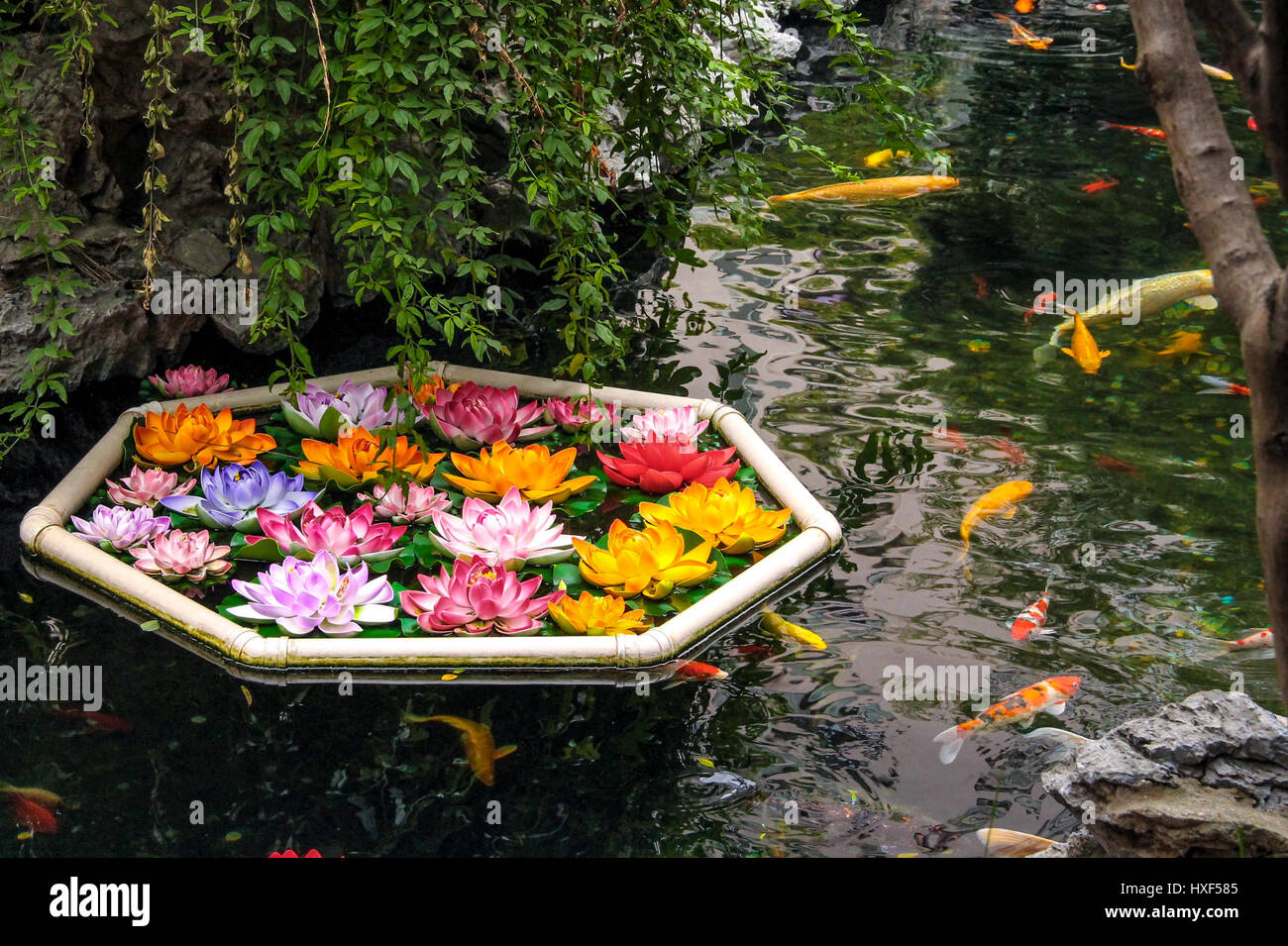 Koi de poissons et de fleurs sur un étang - Shanghai, Chine Banque D'Images