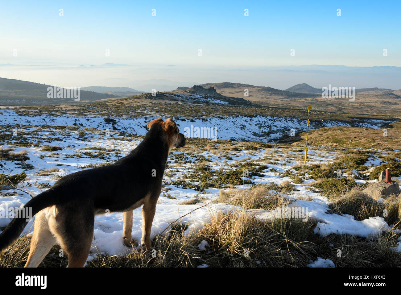 Chien dans la montagne regardant au loin Banque D'Images