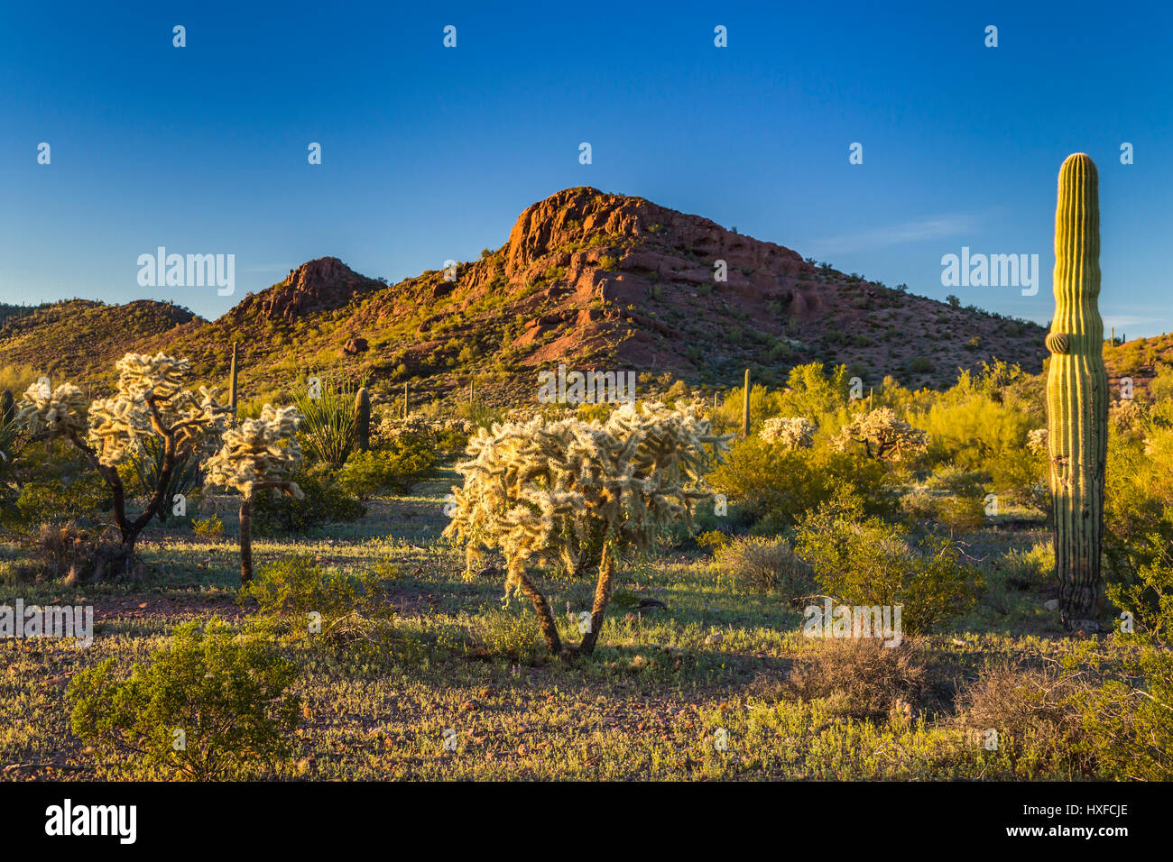 La végétation du désert de cactus dans le tuyau d'Orgue Cactus National Monument, Arizona, USA. Banque D'Images