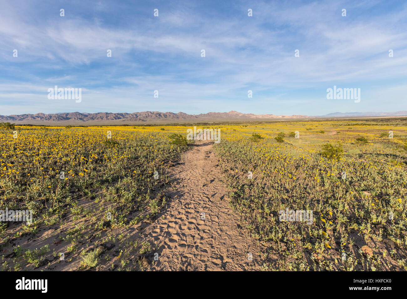 Désert de Mojave fleurs sauvages près de Amboy Crater dans le sud de la Californie. Banque D'Images