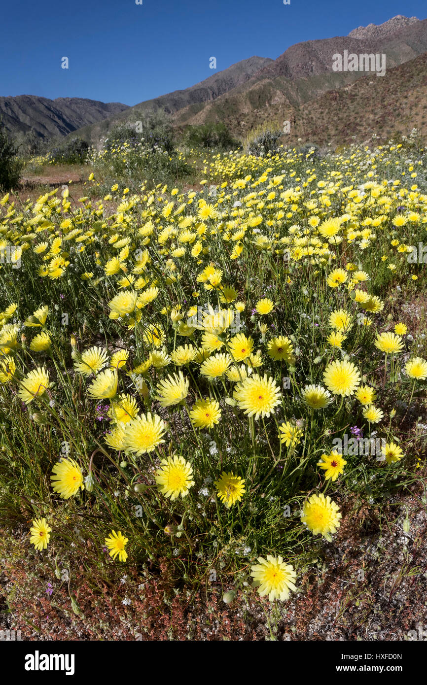 Pissenlits (Malacothrix glabrata désert (Malacothrix californica) fleurissent dans Anza-Borrego Desert State Park, Californie, USA 2017 Banque D'Images