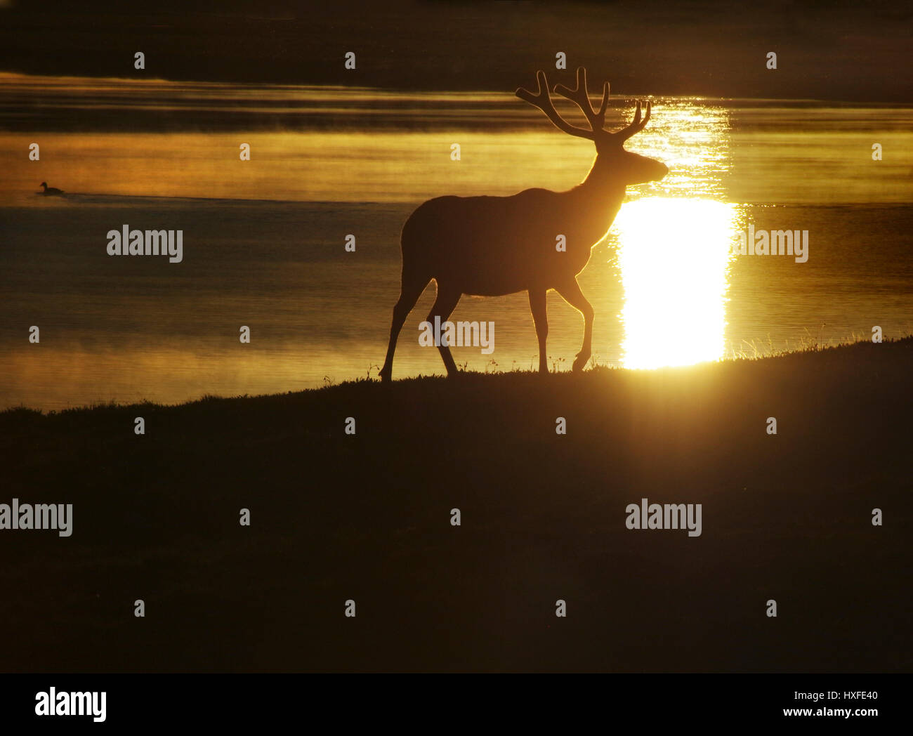 Wapiti dans matin la lumière réfléchie sur la rivière Yellowstone, le Parc National de Yellowstone, Wyoming, United States Banque D'Images
