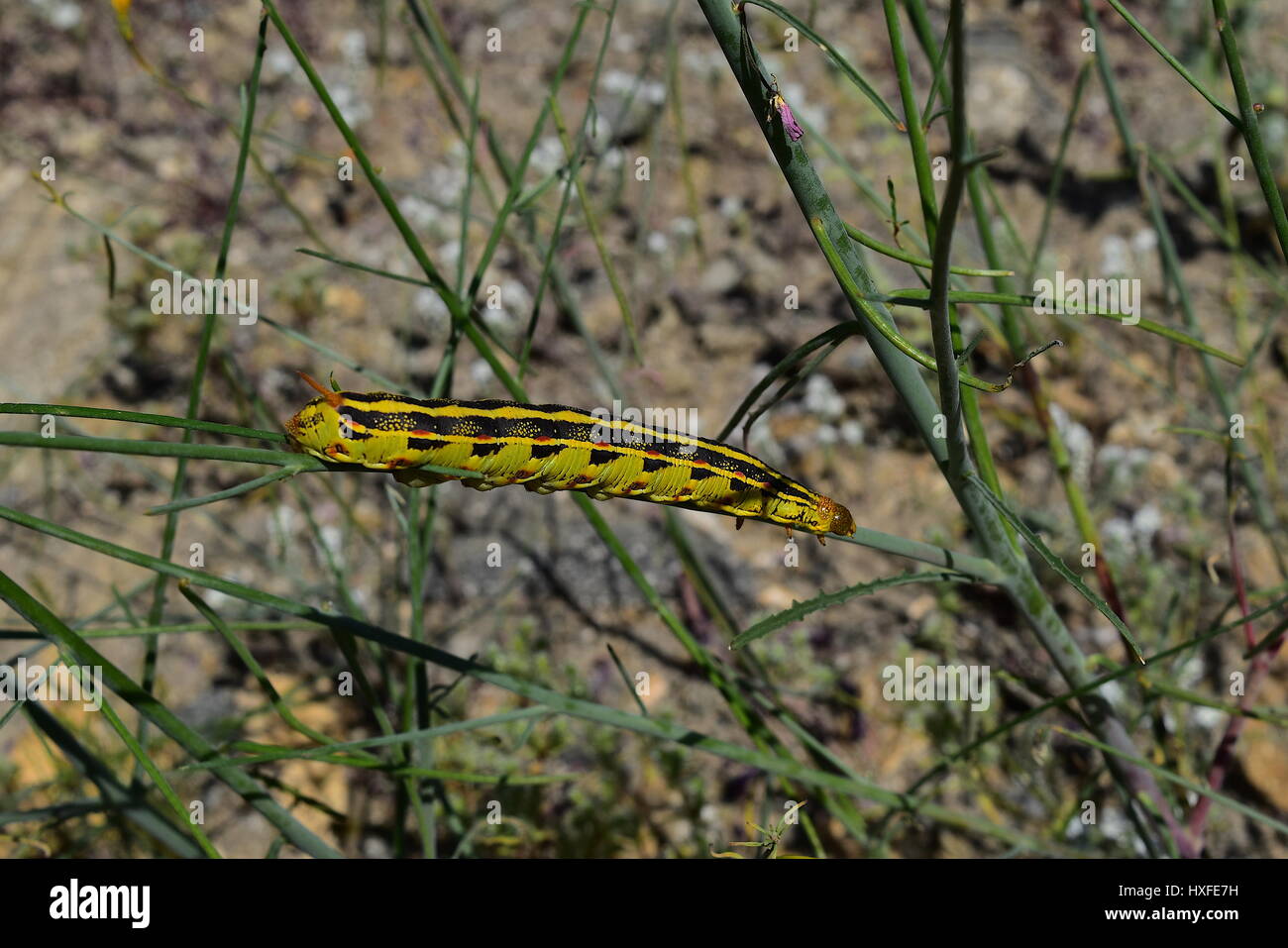 Hummingbird Moth Caterpillar, Palm Springs, Californie Banque D'Images