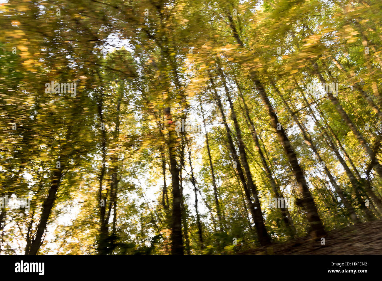 La conduite dans la forêt verte et prendre en photo les arbres flous de mouvement. Banque D'Images