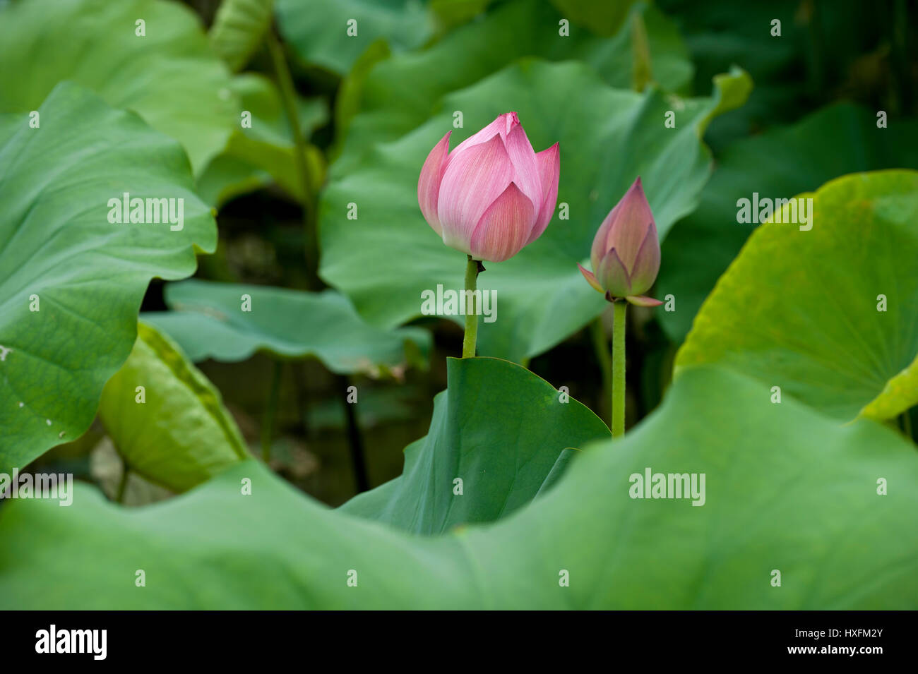 Le Lotus Rose à l'origine un mouvement hybride du bouddhisme qui a souligné le végétarisme strict et autorisé les hommes et les femmes d'interagir librement. Banque D'Images
