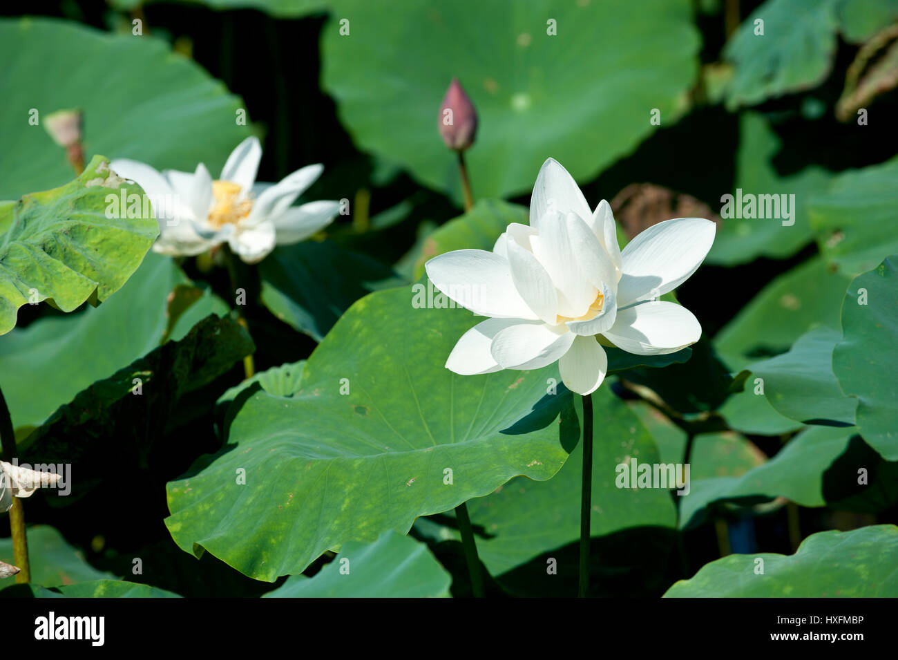 Le Lotus blanc à l'origine un mouvement hybride du bouddhisme qui a souligné le végétarisme strict et autorisé les hommes et les femmes d'interagir librement. Banque D'Images
