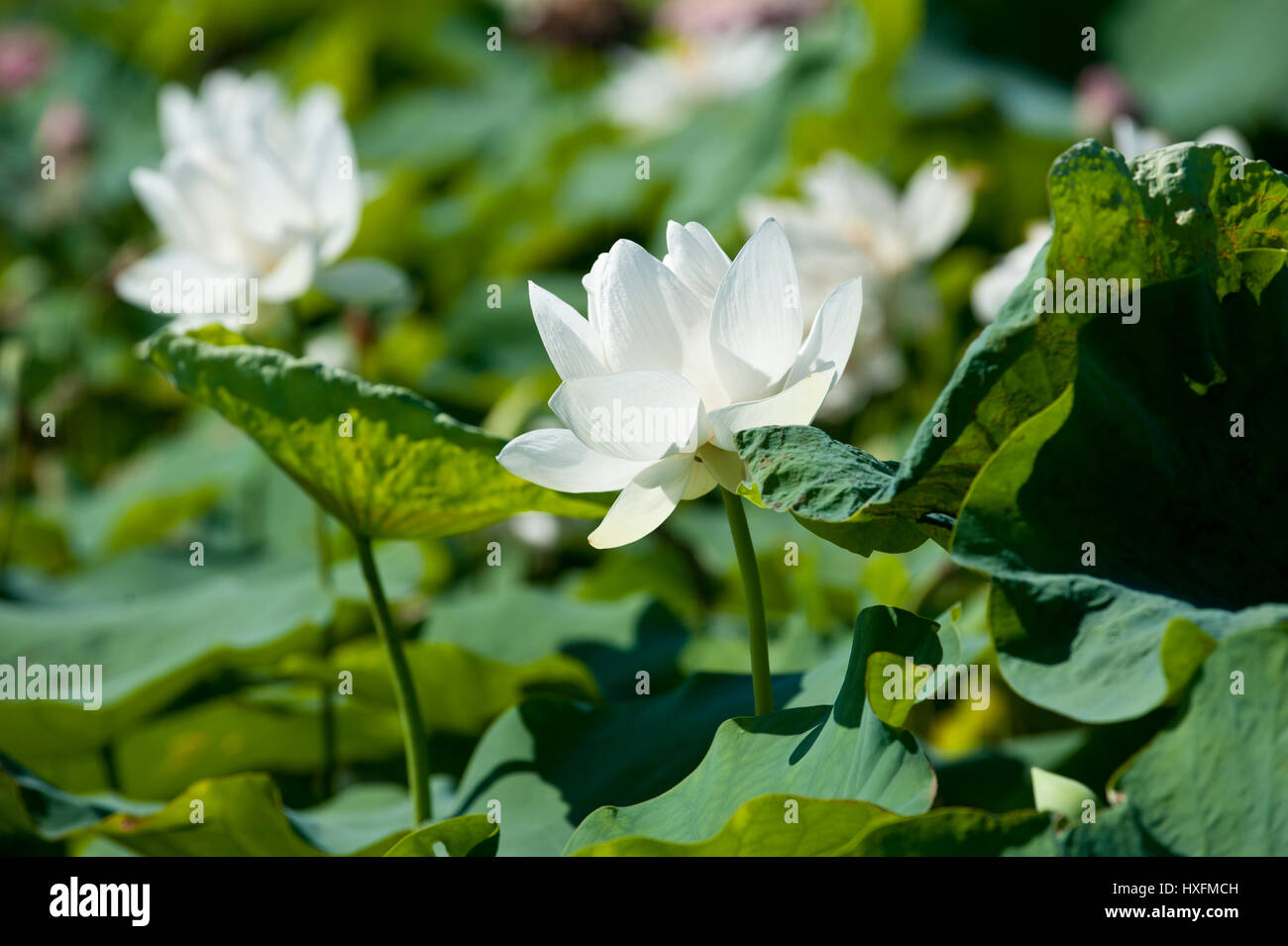 Le Lotus blanc à l'origine un mouvement hybride du bouddhisme qui a souligné le végétarisme strict et autorisé les hommes et les femmes d'interagir librement. Banque D'Images