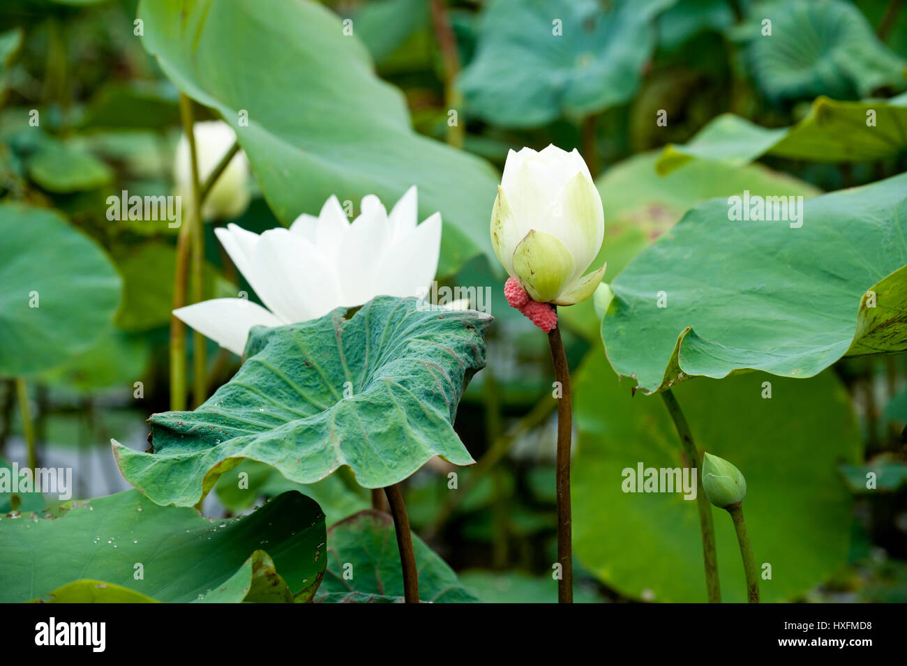 Le Lotus blanc à l'origine un mouvement hybride du bouddhisme qui a souligné le végétarisme strict et autorisé les hommes et les femmes d'interagir librement. Banque D'Images