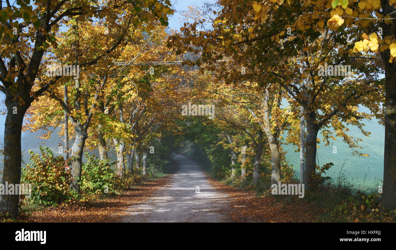 Couleurs d'automne, arbres, ferrano's country road près de San Giovanni d'asso, province de Sienne, toscane, italie Banque D'Images