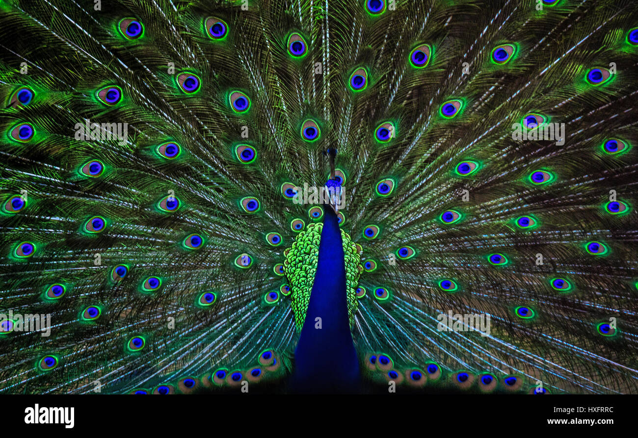 Un beau paon bleu est la danse pour attirer son partenaire Banque D'Images