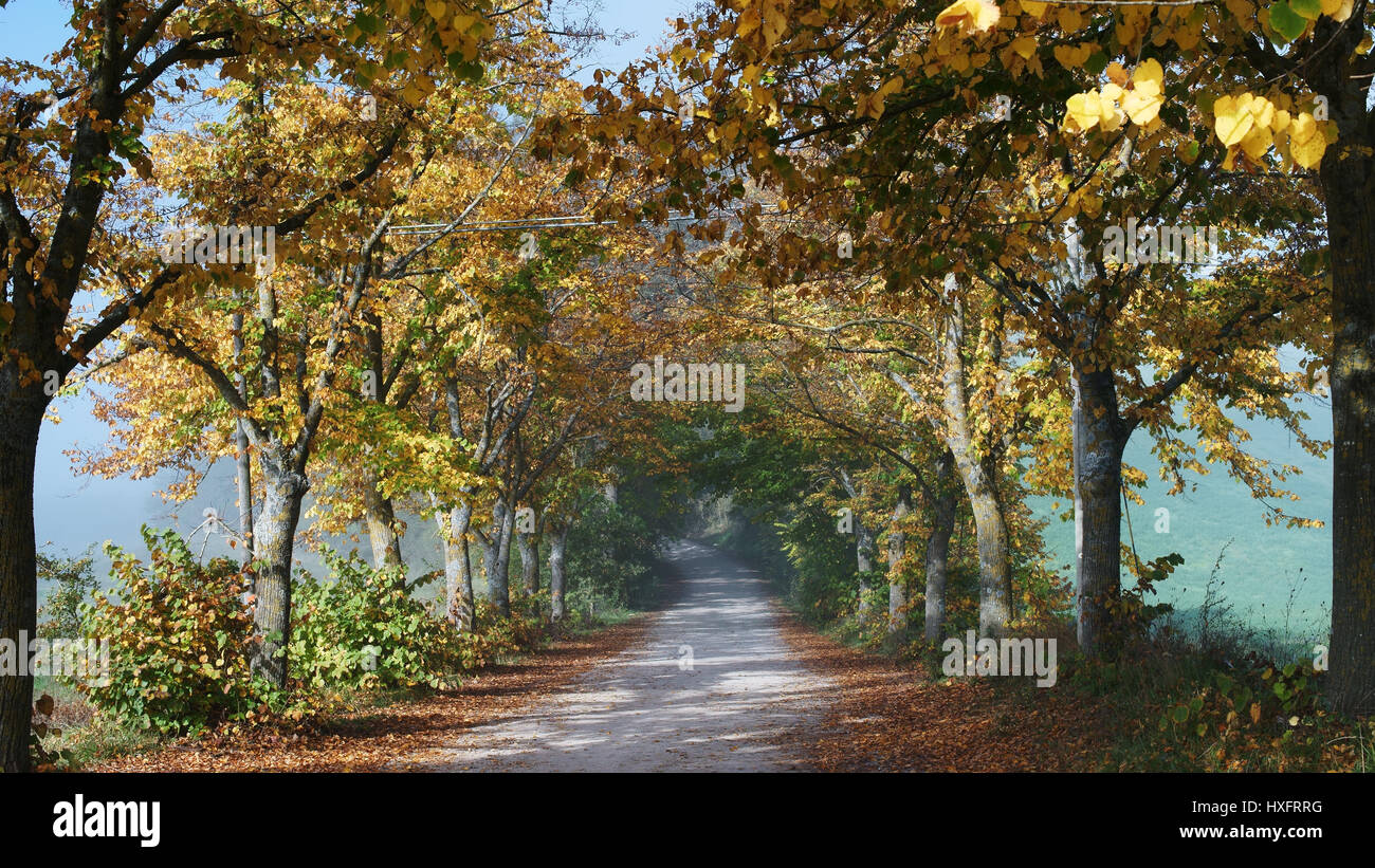 Couleurs d'automne, arbres, ferrano's country road près de San Giovanni d'asso, province de Sienne, toscane, italie Banque D'Images
