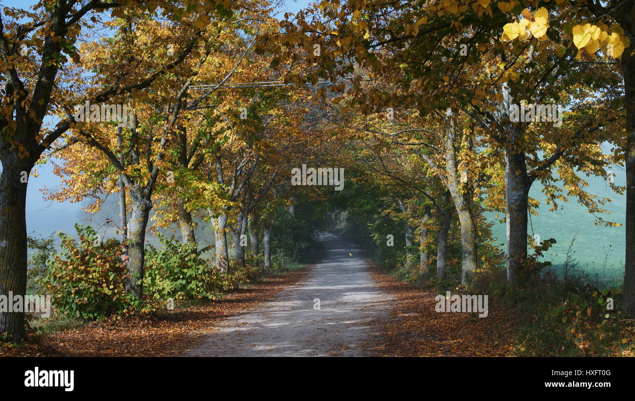 Couleurs d'automne, arbres, ferrano's country road près de San Giovanni d'asso, province de Sienne, toscane, italie Banque D'Images