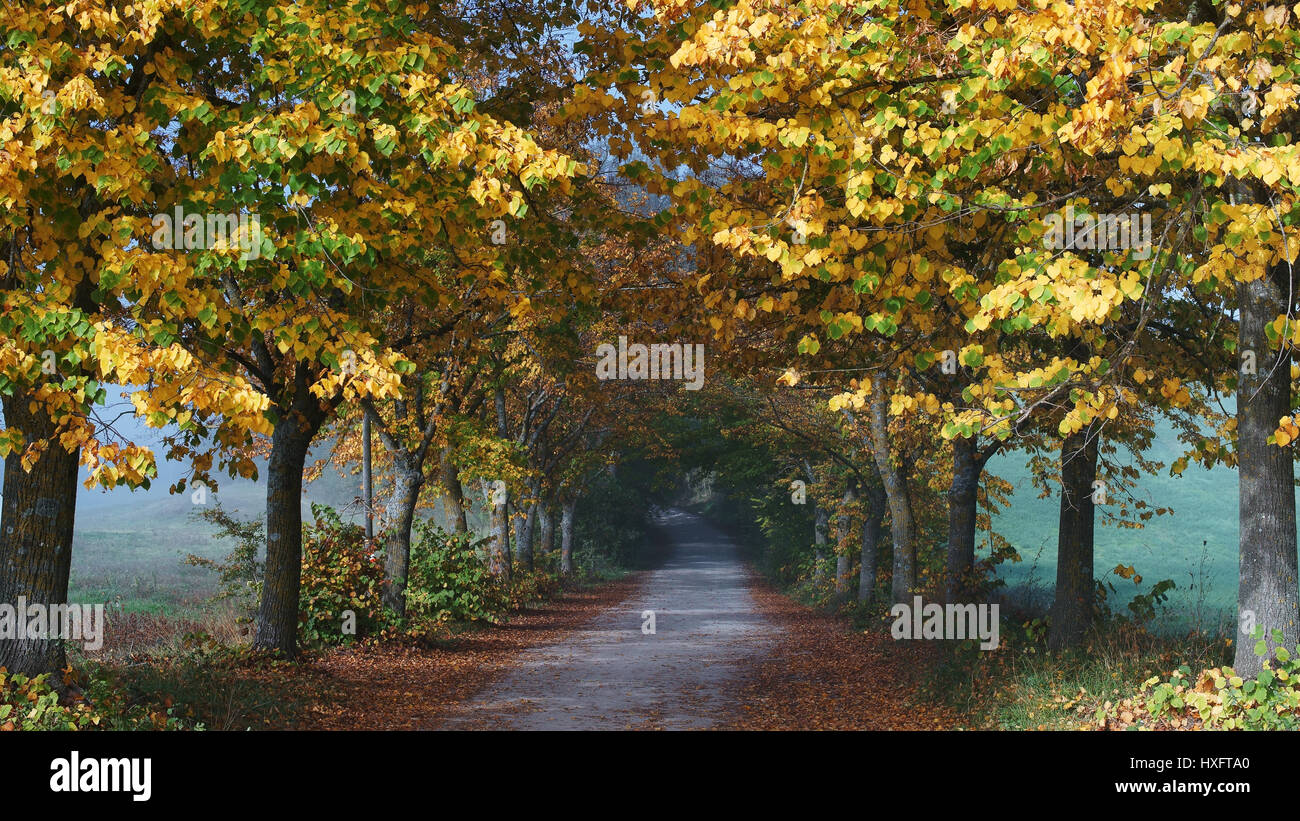 Couleurs d'automne, arbres, ferrano's country road près de San Giovanni d'asso, province de Sienne, toscane, italie Banque D'Images