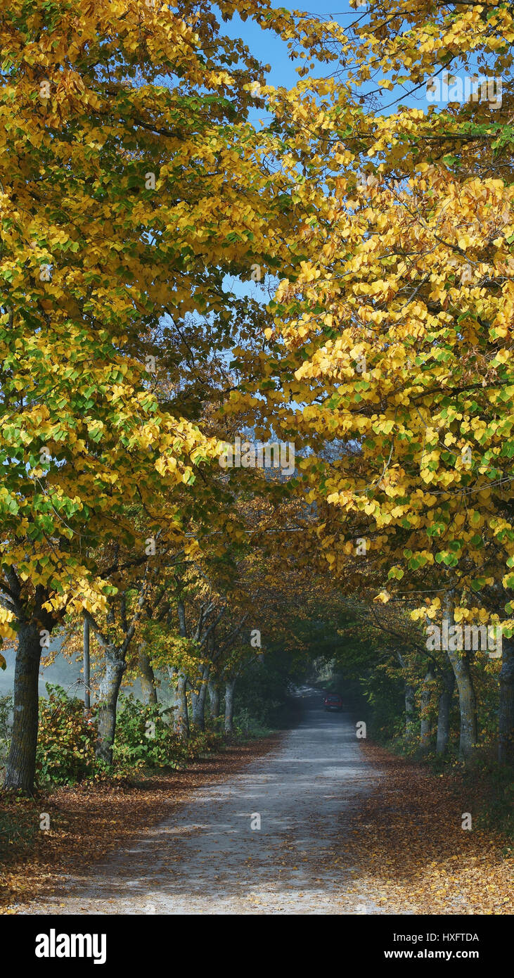 Couleurs d'automne, arbres, ferrano's country road près de San Giovanni d'asso, province de Sienne, toscane, italie Banque D'Images