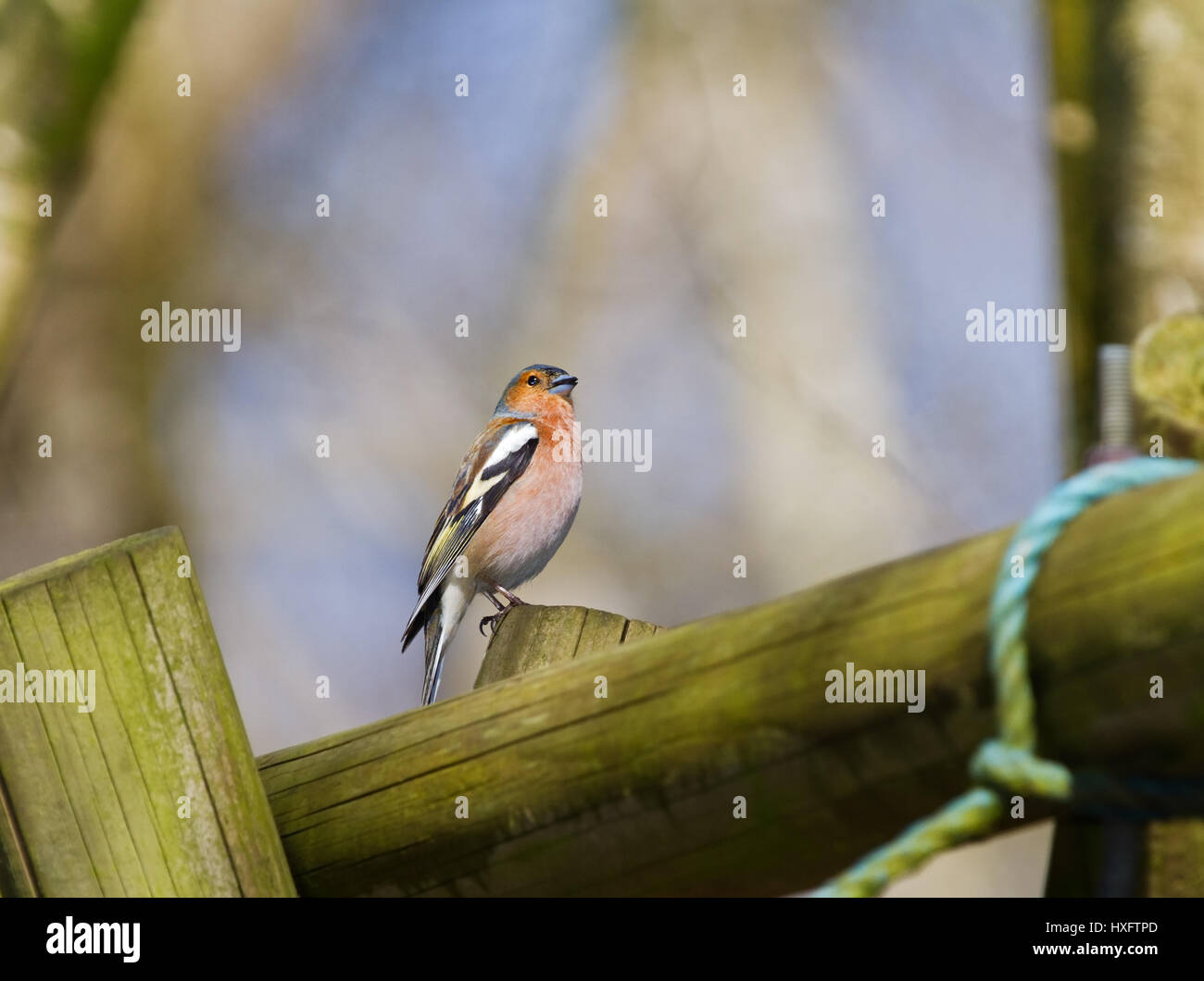 Chaffinch commun masculin sur un poteau dans un jardin Banque D'Images