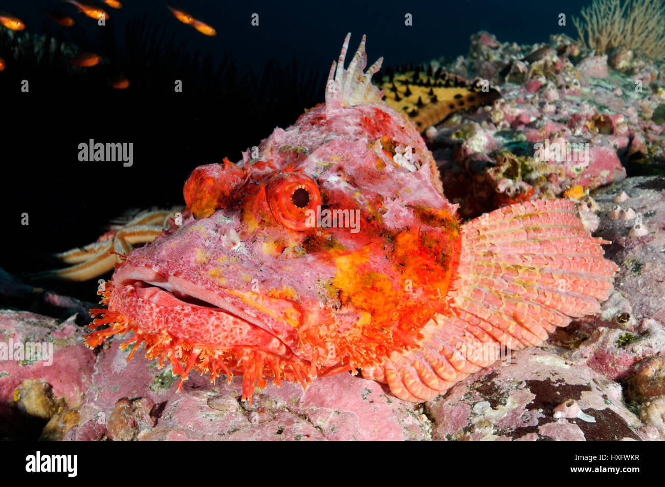 Scorpionfish pierre ou du Pacifique (Scorpaena mystes spotted scorpionfish) Banque D'Images