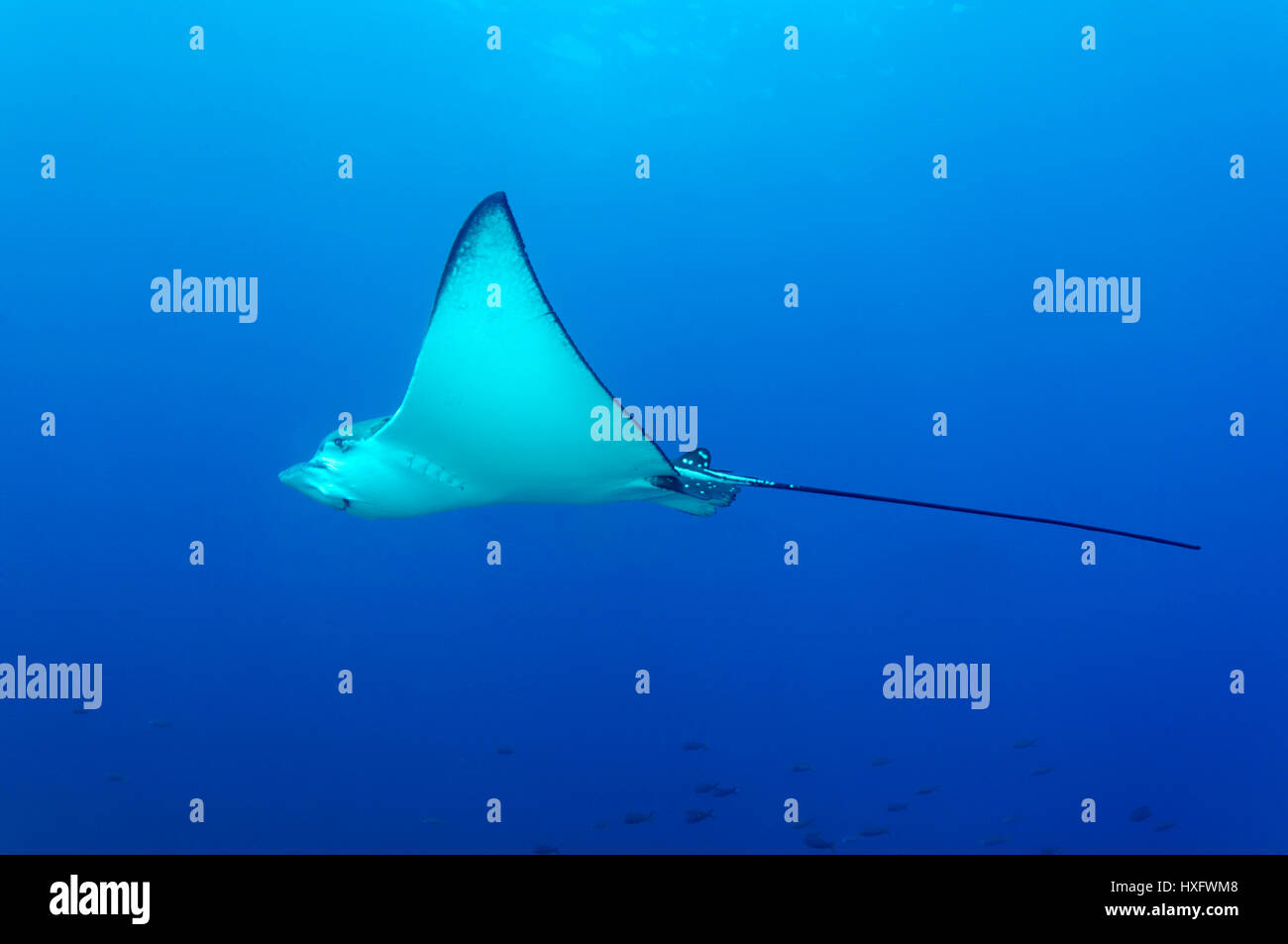 Spotted Eagle Ray (Aetobatus narinari) JE Banque D'Images