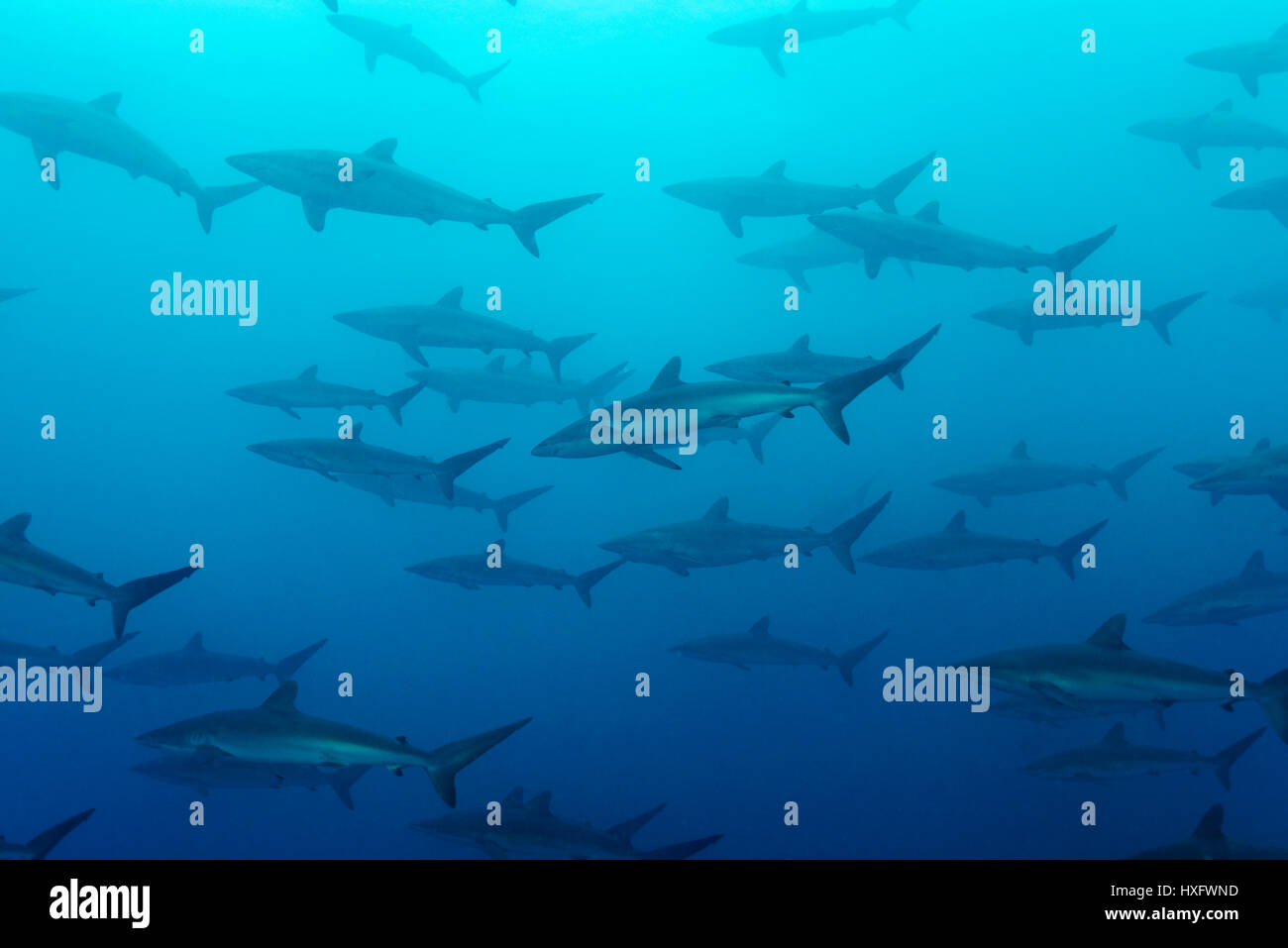 Le requin soyeux (Carcharhinus falciformis) une école d'eux Banque D'Images