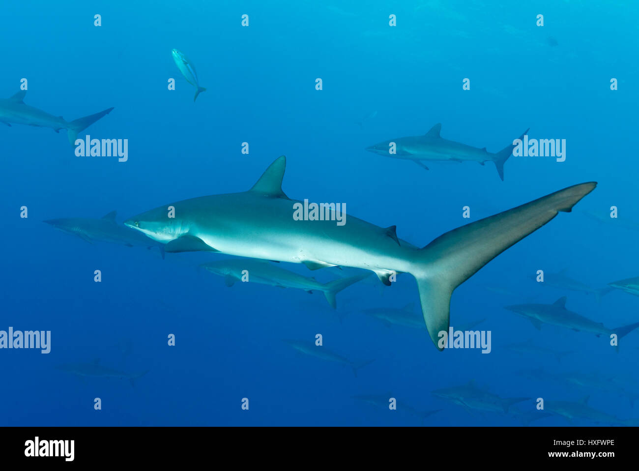 Le requin soyeux (Carcharhinus falciformis) une école d'eux Banque D'Images