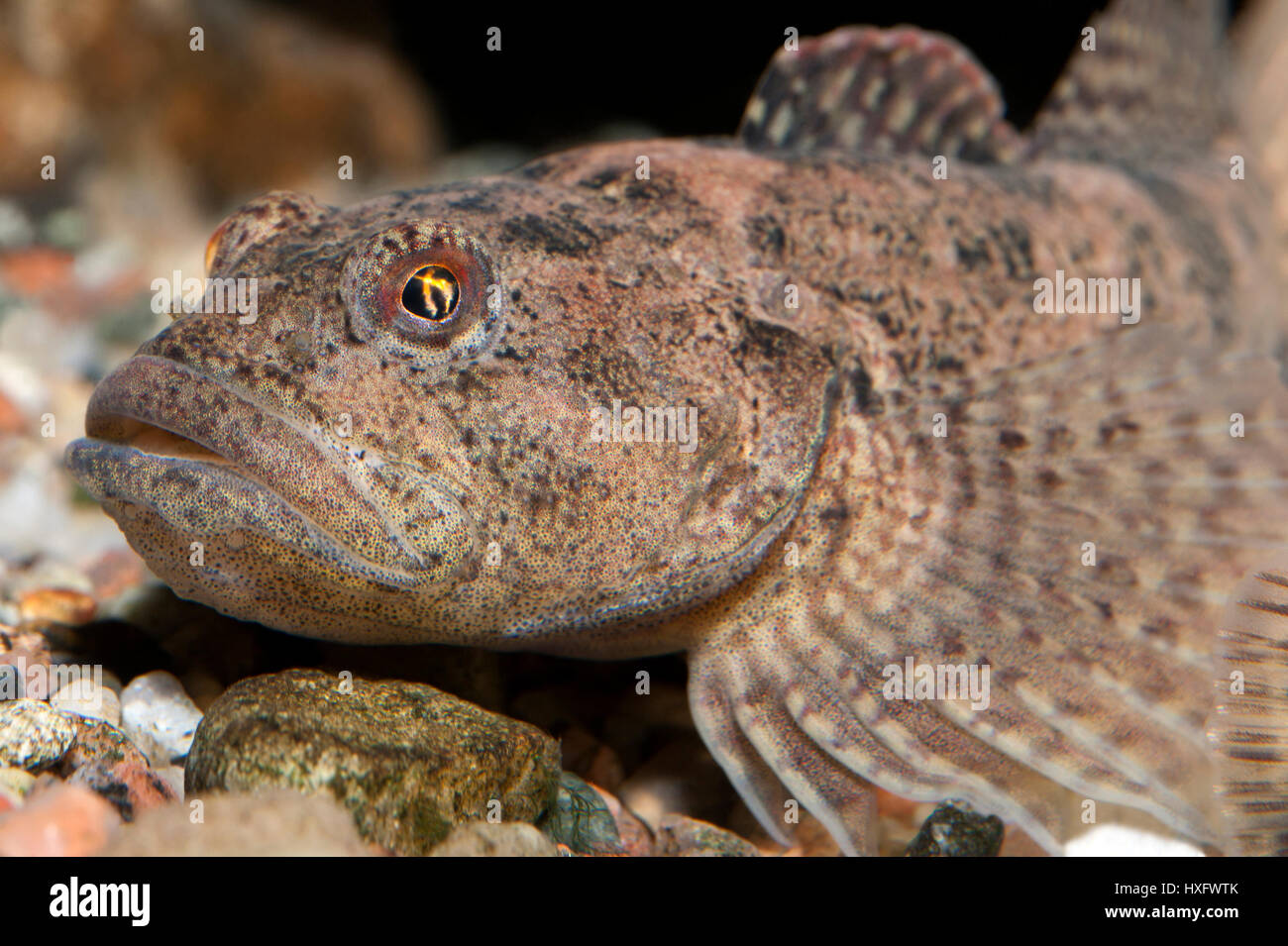 Barbotte Alpine, tacheté (Cottus poecilopus) portrait, capivivity Banque D'Images