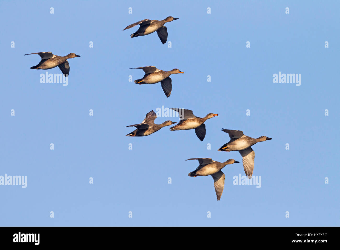 Le Canard chipeau (Anas strepera). Troupeau en vol avec un seul Canard siffleur (Anas penelope). L'Allemagne . Banque D'Images