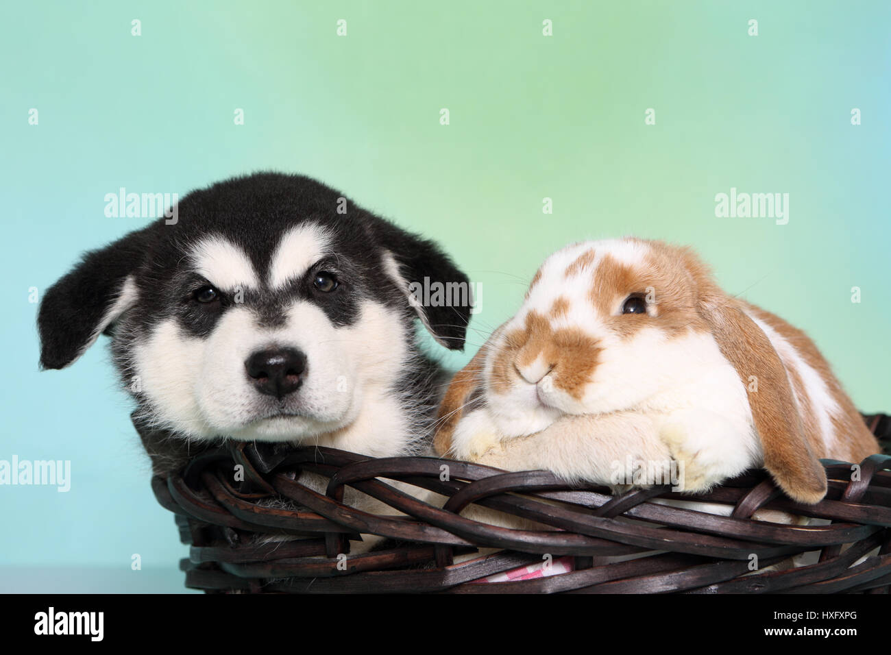 Malamute d'Alaska. Puppy (6 semaines) et d'un mini-lop bunny dans un panier. Studio photo, vu contre un fond bleu clair. Allemagne Banque D'Images