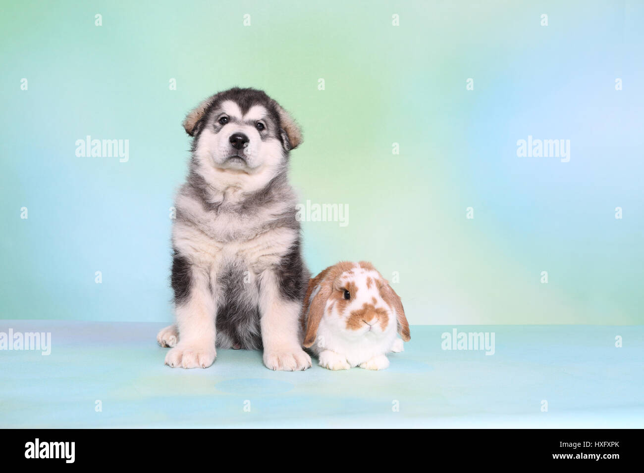 Malamute d'Alaska. Puppy (6 semaines) et d'un mini-lop bunny assis à côté de l'autre. Studio photo, vu contre un fond bleu clair. Allemagne Banque D'Images