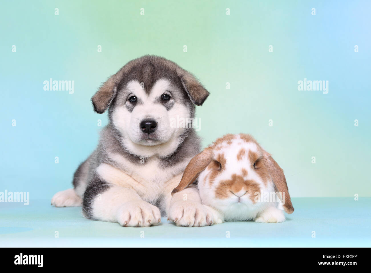 Malamute d'Alaska. Puppy (6 semaines) et d'un mini-lop bunny couché à côté de l'autre. Studio photo, vu contre un fond bleu clair. Allemagne Banque D'Images