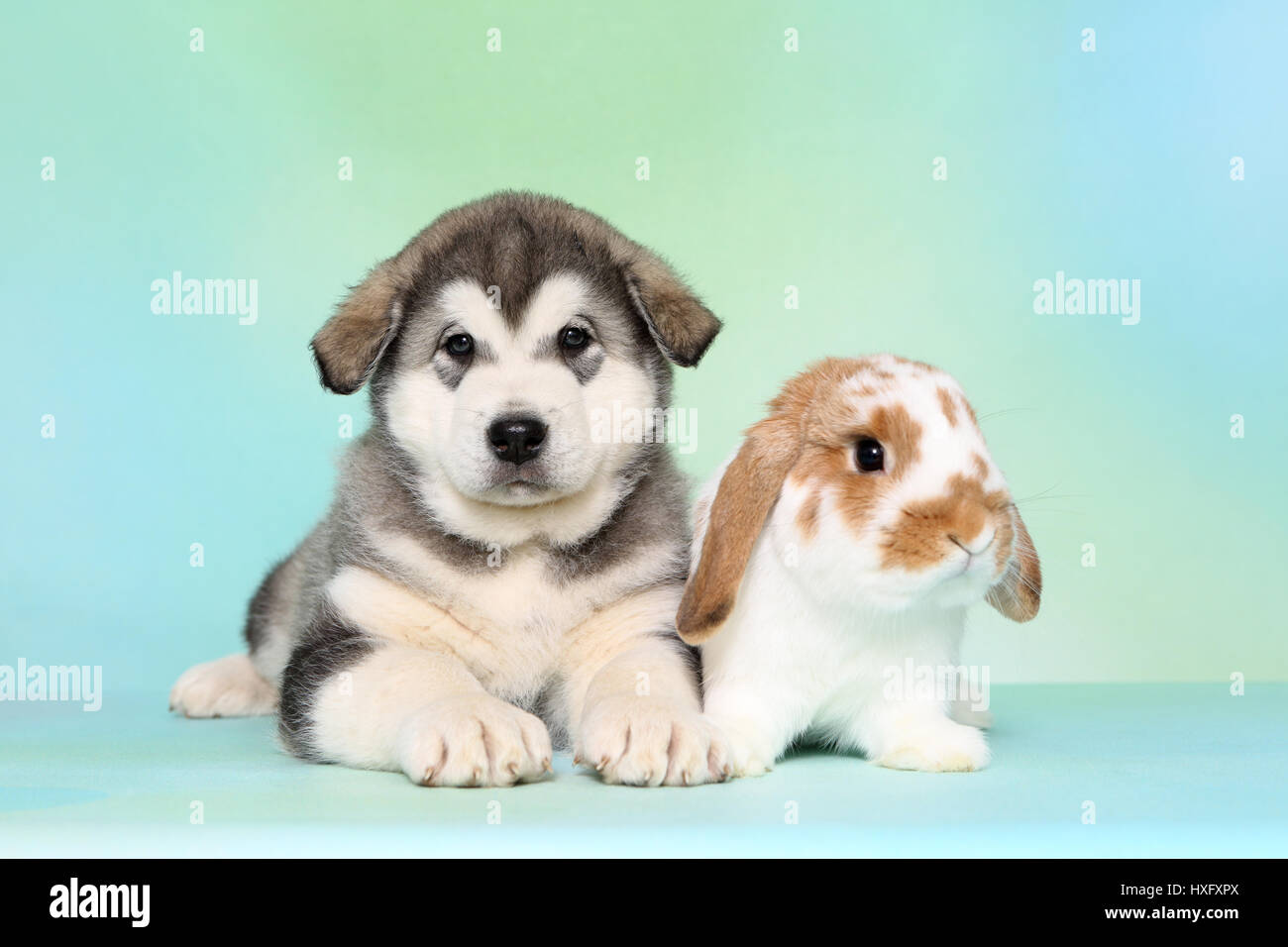 Malamute d'Alaska. Puppy (6 semaines) et d'un mini-lop bunny couché à côté de l'autre. Studio photo, vu contre un fond bleu clair. Allemagne Banque D'Images