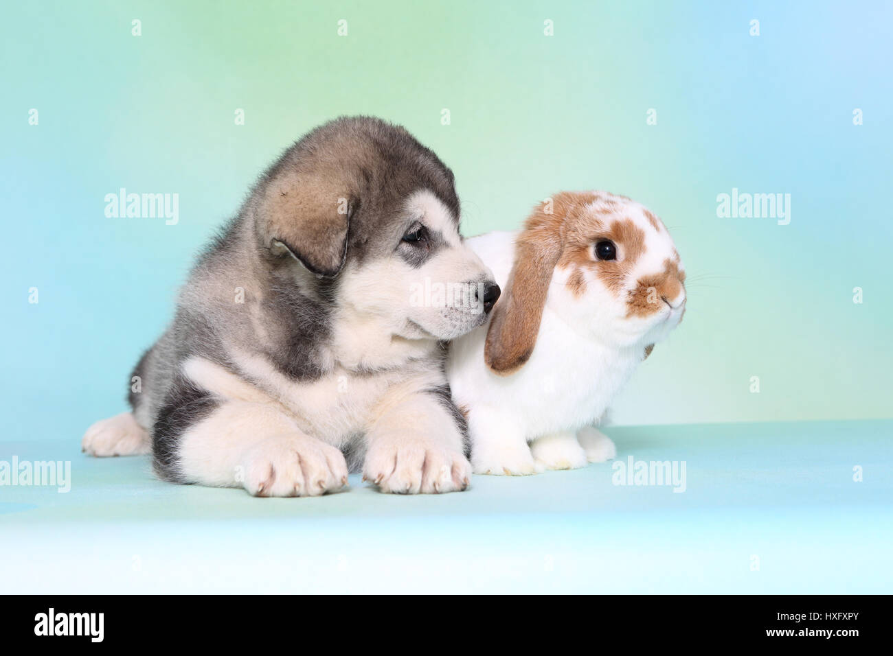 Malamute d'Alaska. Puppy (6 semaines) et d'un mini-lop bunny couché à côté de l'autre. Studio photo, vu contre un fond bleu clair. Allemagne Banque D'Images