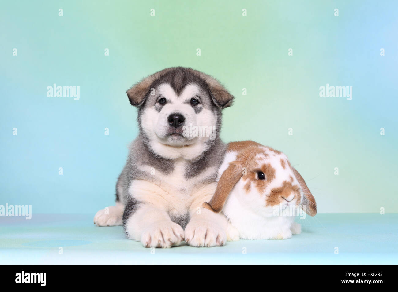 Malamute d'Alaska. Puppy (6 semaines) et d'un mini-lop bunny couché à côté de l'autre. Studio photo, vu contre un fond bleu clair. Allemagne Banque D'Images