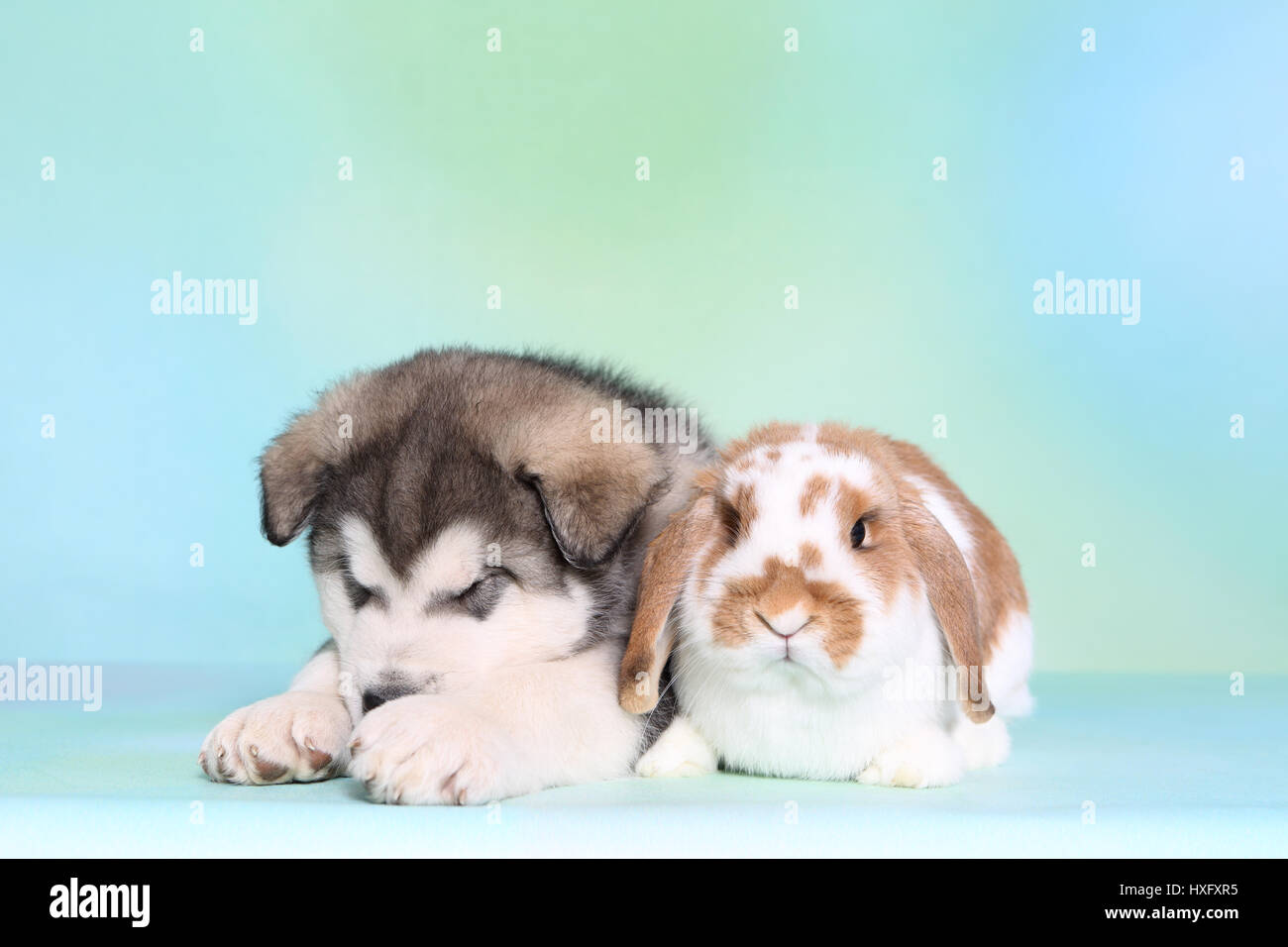 Malamute d'Alaska. Puppy (6 semaines) et d'un mini-lop bunny couché à côté de l'autre, alors que le chiot est en train de dormir. Studio photo, vu contre un fond bleu clair. Allemagne Banque D'Images