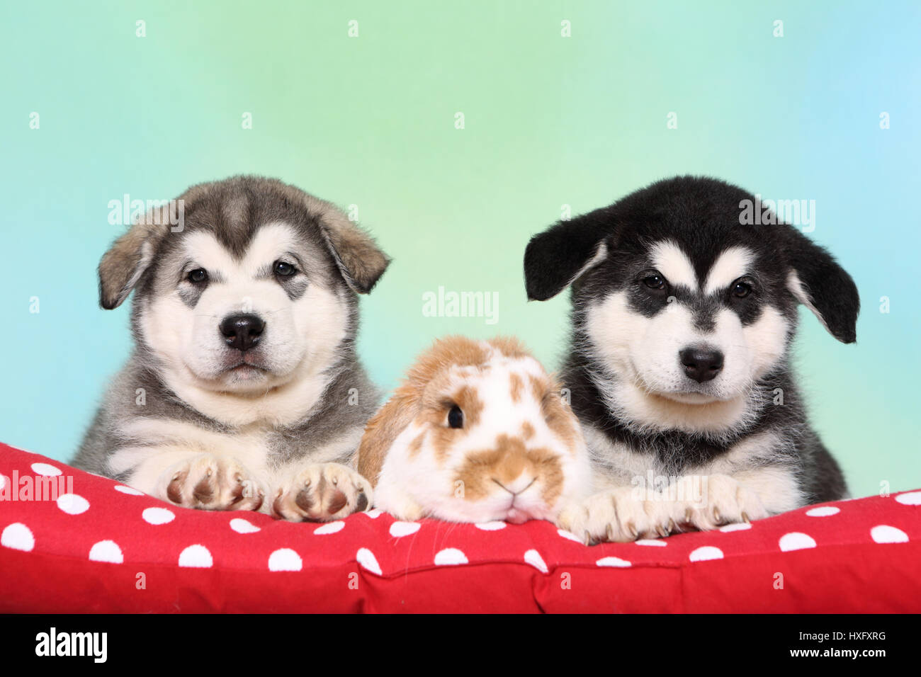 Malamute d'Alaska. Deux chiots (6 semaines) et d'un mini-lop bunny couché à côté de l'autre sur une couverture rouge à pois. Studio photo, vu contre un fond bleu clair. Allemagne Banque D'Images