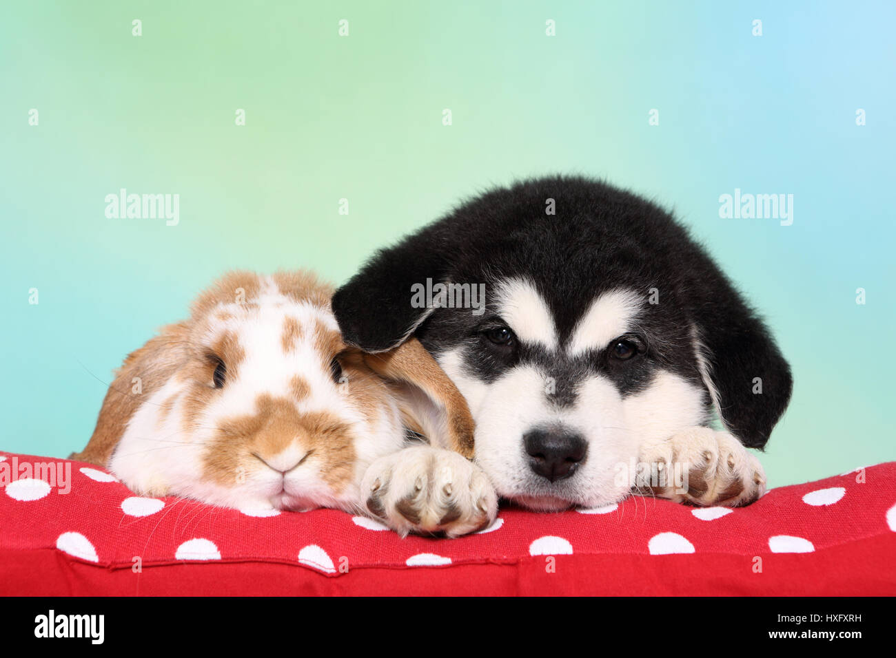 Malamute d'Alaska. Puppy (6 semaines) et d'un mini-lop bunny couché à côté de l'autre sur une couverture rouge à pois. Studio photo, vu contre un fond bleu clair. L'Allemagne . Banque D'Images