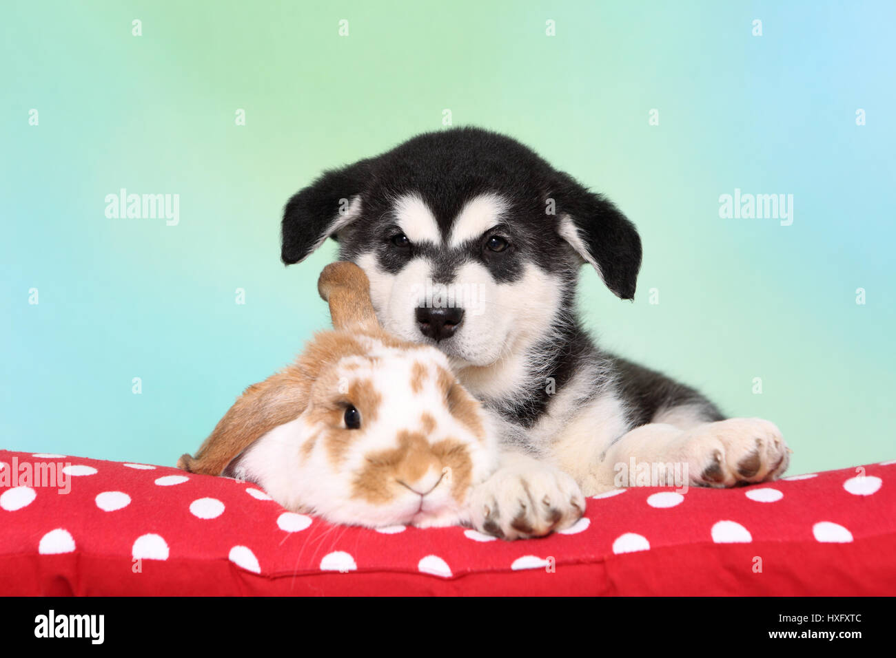 Malamute d'Alaska. Puppy (6 semaines) et d'un mini-lop bunny couché à côté de l'autre sur une couverture rouge à pois. Studio photo, vu contre un fond bleu clair. Allemagne Banque D'Images