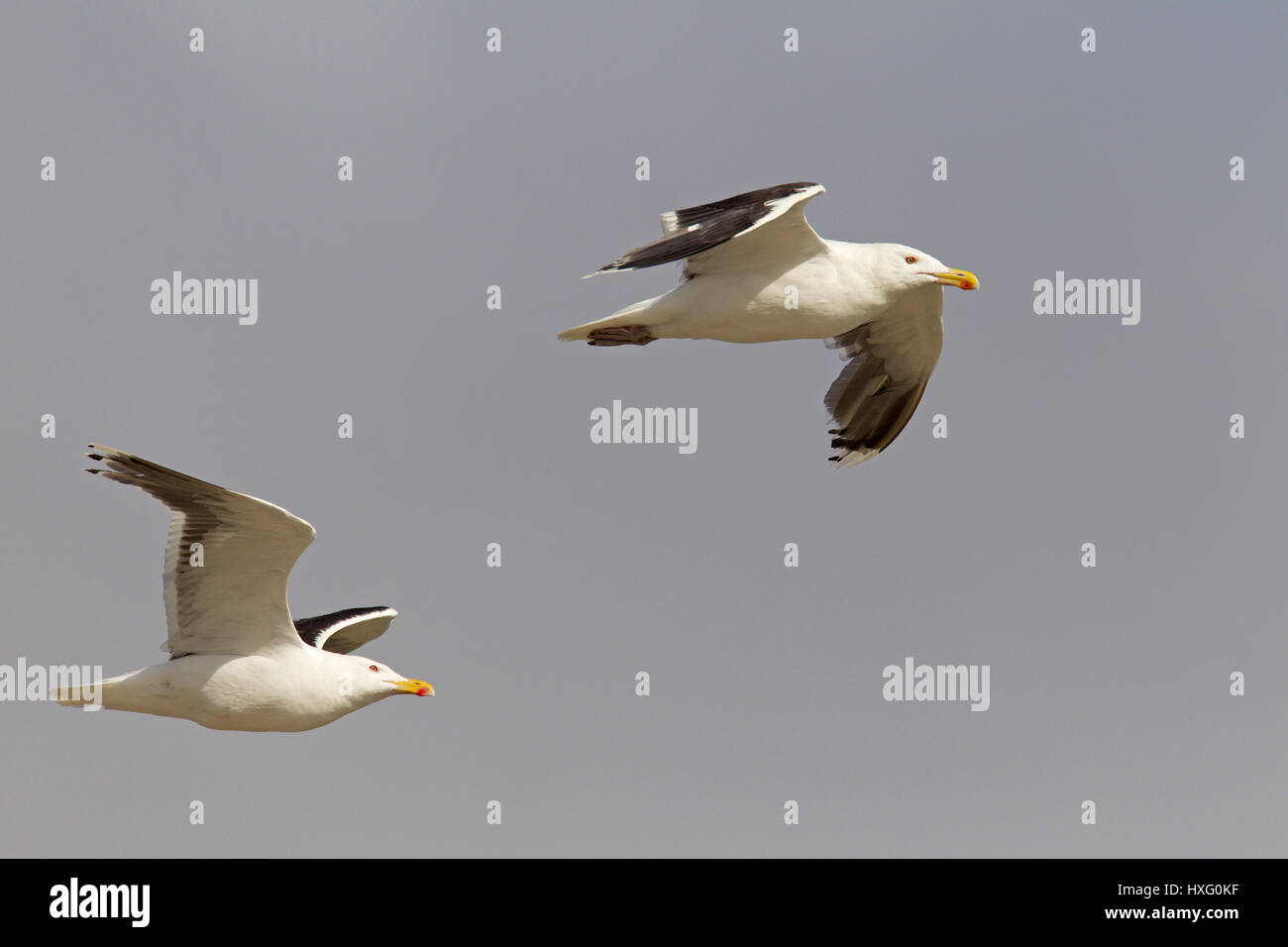 Goéland marin (Larus marinus), deux adultes en vol Banque D'Images